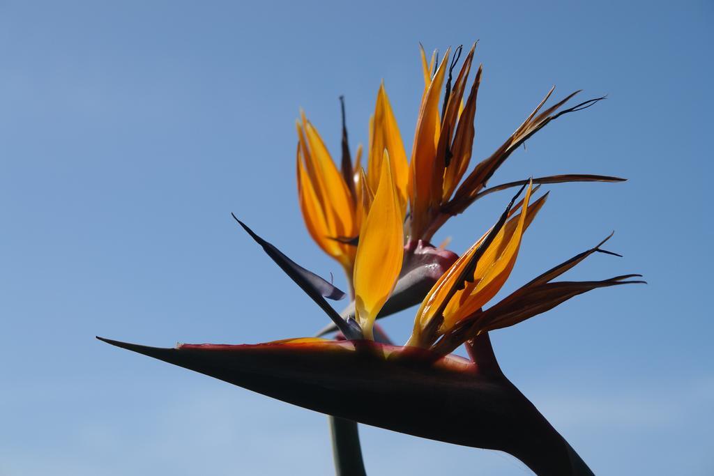 Quinta Sao Goncalo Villa Funchal  Dış mekan fotoğraf